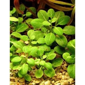 Lobelia cardinalis small form