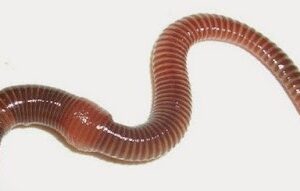 Žížalí čaj – přírodní hnojivo 1l
