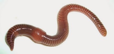 Žížalí čaj – přírodní hnojivo 1l